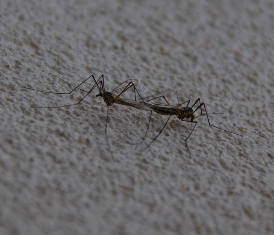 DSC_0548.JPG