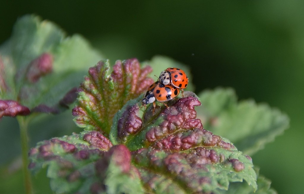 DSC_0534.JPG