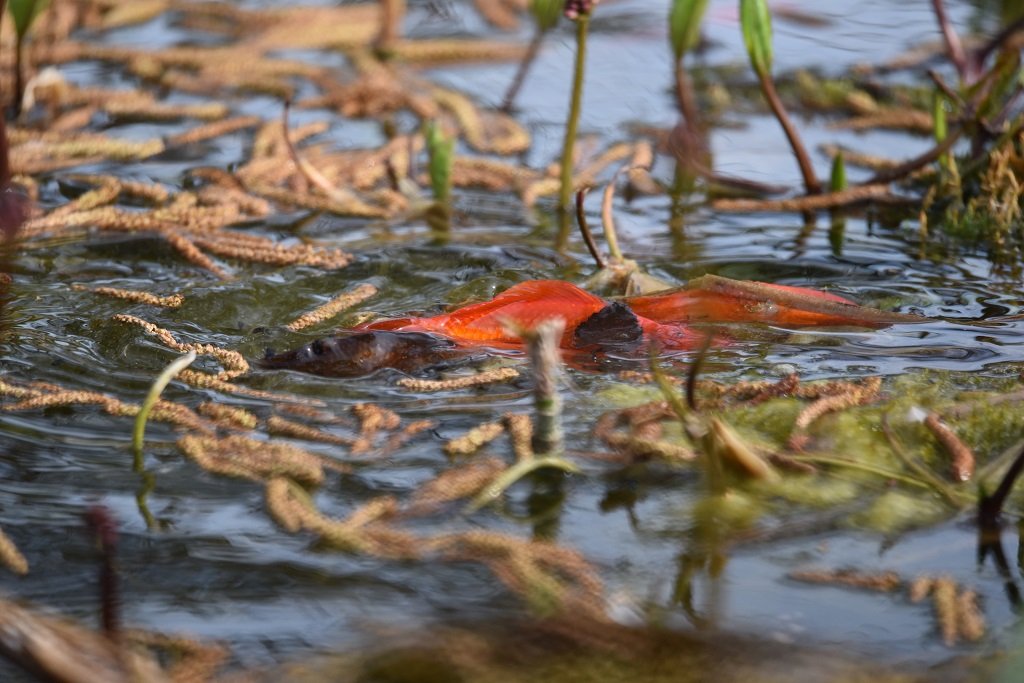 DSC_6947.JPG