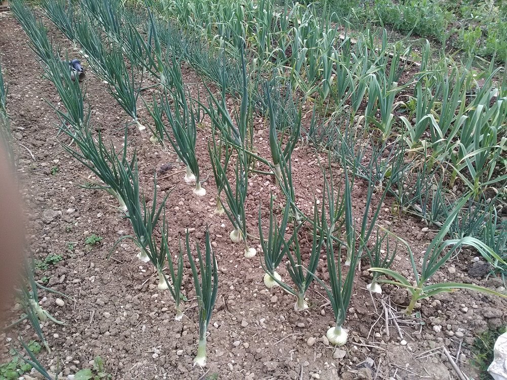 malgré les inondations du début de printemps la plantation d'alliacés n'a pas trop souffert