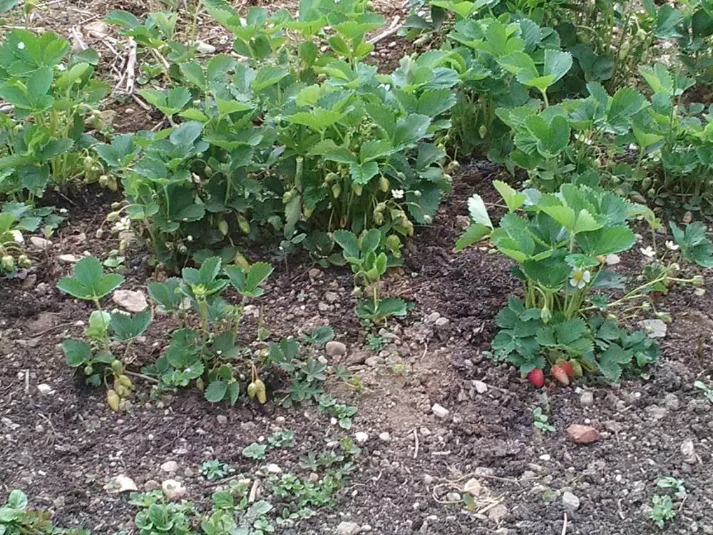 premières fraises