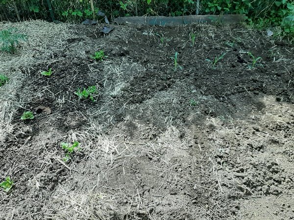Du coup 12 plants de Odessa en pleine terre, juste à côté quelques laitues et céleris à couper.
