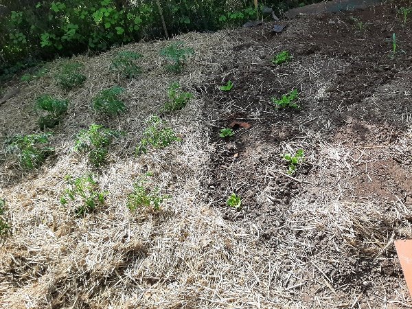 Juste à côté des Odessa laitues et céleris, j'ai mis 8 plants de maïs qui seront bientôt rejoints par des courges et des haricots à goût de châtaigne