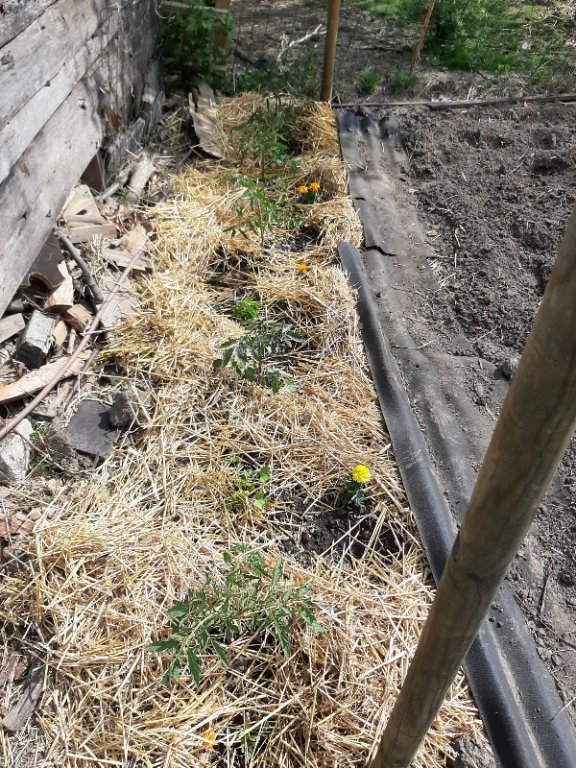 5 plants de tomates sous le dépassant du toit de l'abri de jardin avec du persil, des œillets d'inde, calendula et semis de ciboulette et ciboule au pied des tomates