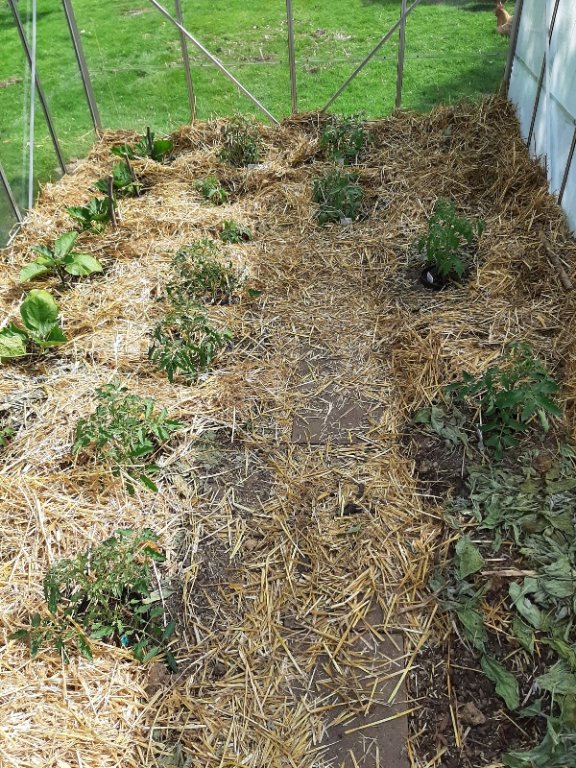 Dans la serre ça se passe bien.  Encore de la place pour deux plants de tomates qui attendent de grandir encore un peu
