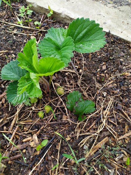 Un fraisier, planté de l'année, avec quelques fruits