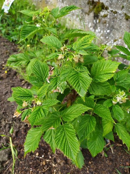 Un framboisier avec quelques fruits qui mûrissent, il va falloir que je mette un filet contre les oiseaux (surtout pour le protéger des enfants). Il se trouve derrière les pommes de terre.