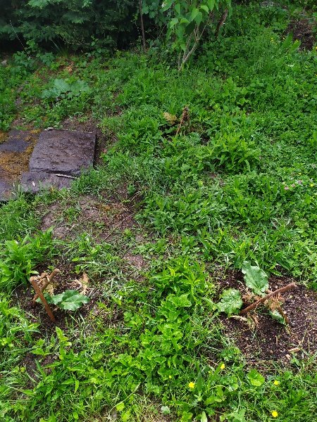 Les 4 pieds de rhubarbe, plantés de l'année