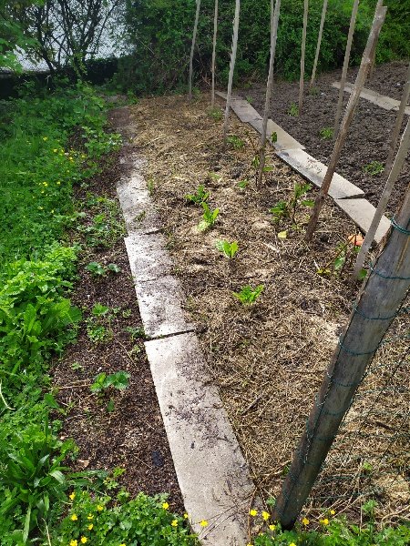 À gauche, les fraisiers (et derrière, groseilliers et caseille) ; à droite bettes, et aubergines et tomates