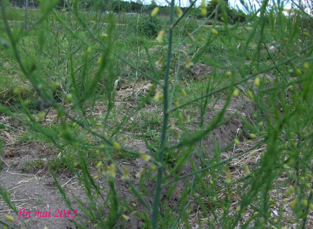 fleurs asperge.jpg