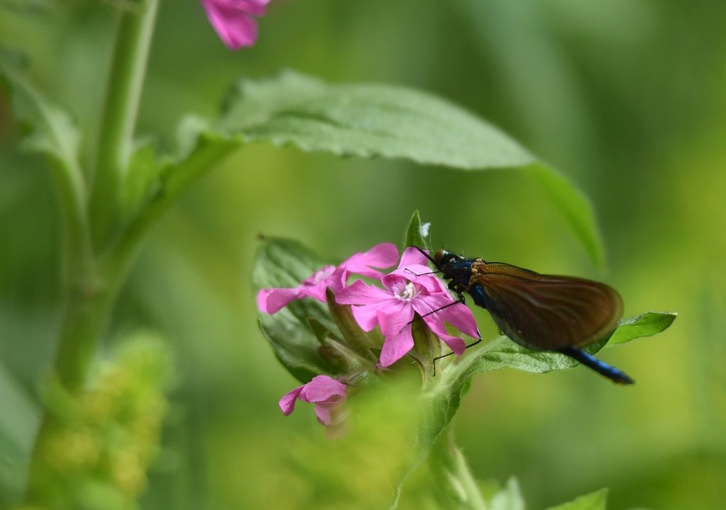 DSC_8876.JPG