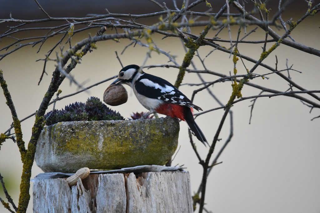 DSC_7611.JPG