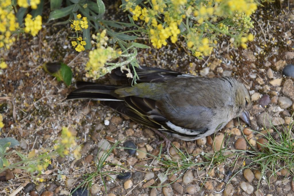 DSC_0847_1.JPG