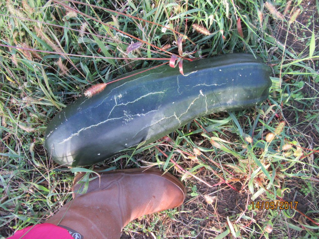 courgette oubliee.jpeg
