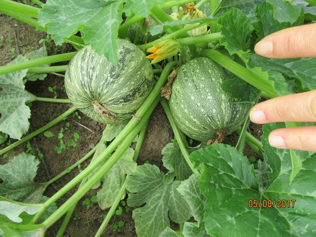 courgettes rondes.jpeg