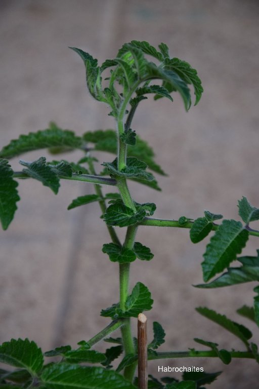 DSC_0962.JPG