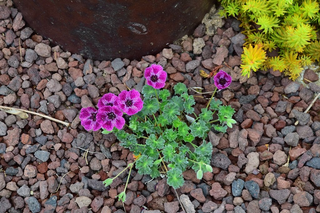 DSC_0981.JPG