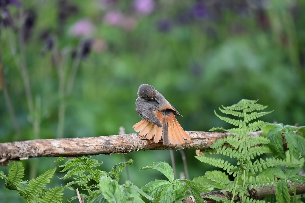 DSC_7919.JPG