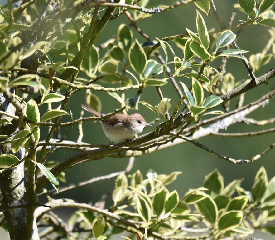 DSC_7649.JPG