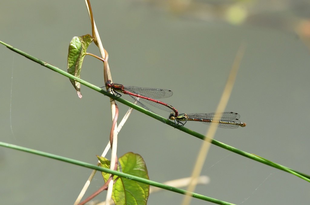 DSC_8987.JPG