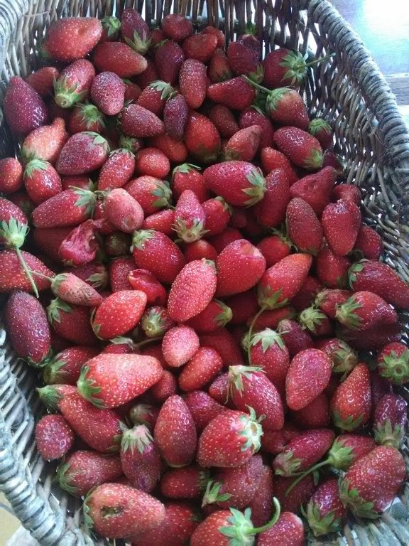 récolte de fraises.jpg