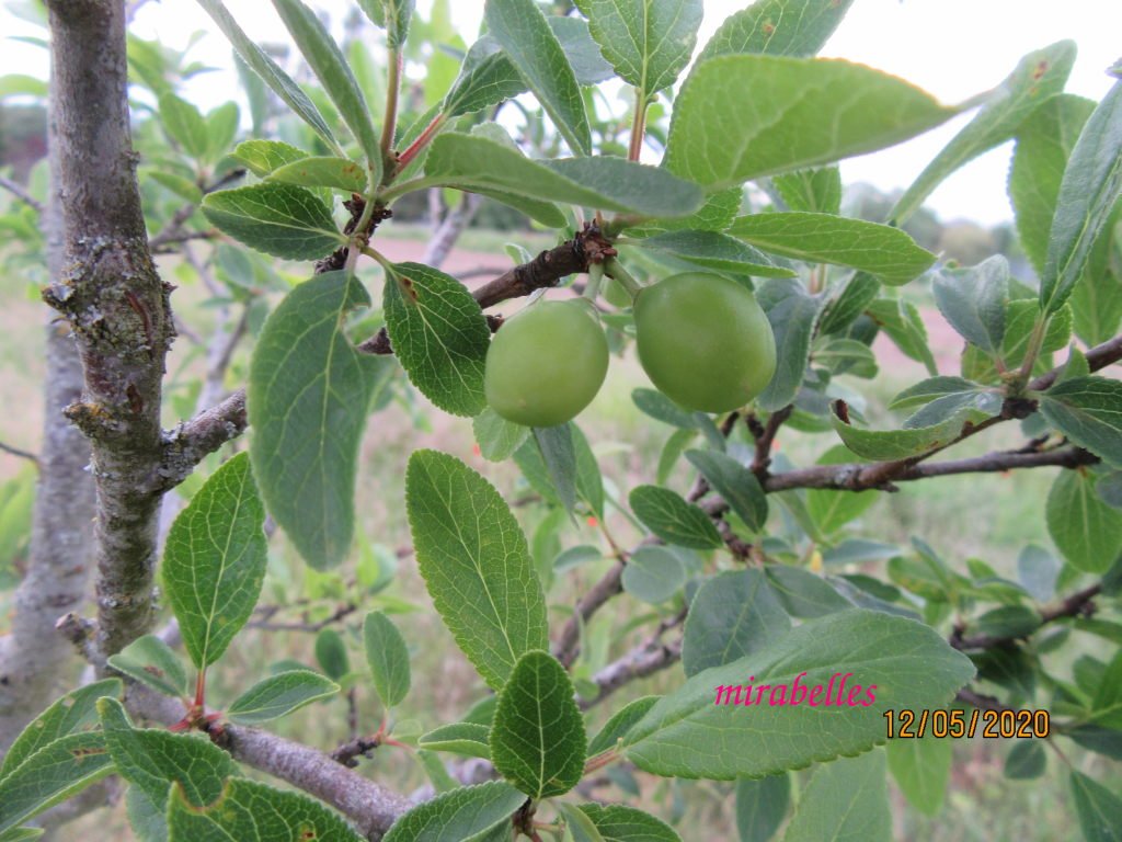 mirabelles.jpeg