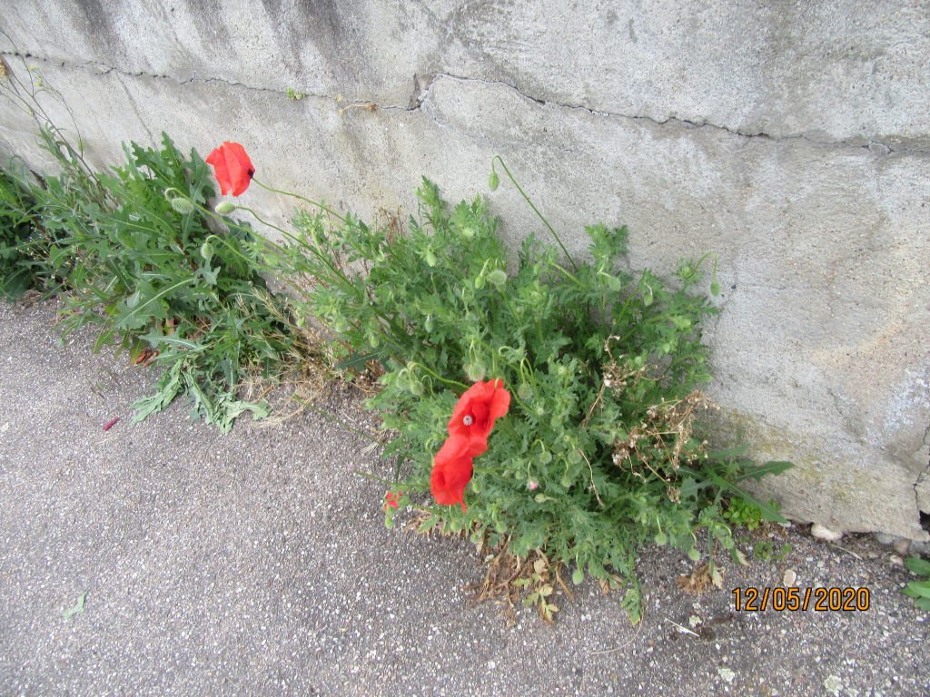 chemin18.jpeg