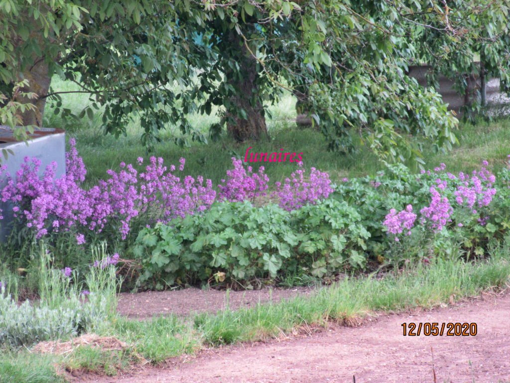 chemin14.jpeg