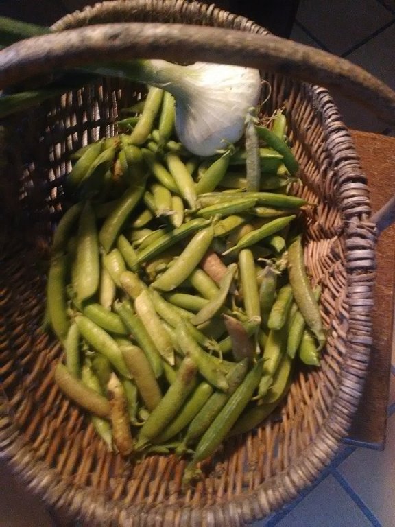 petits pois.jpg