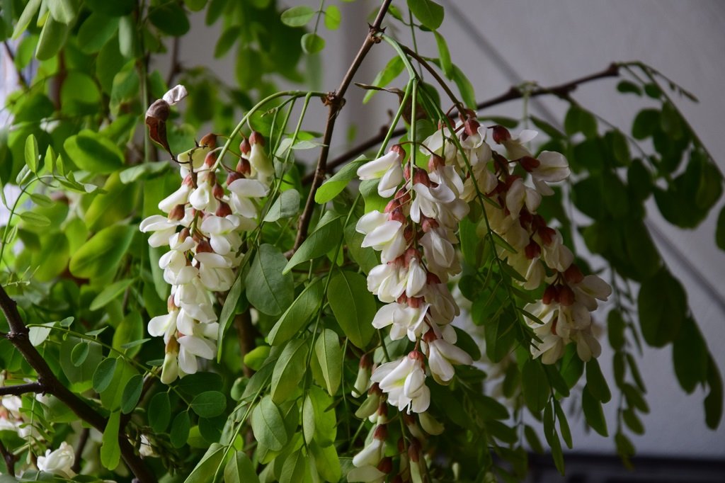 DSC_0167.JPG