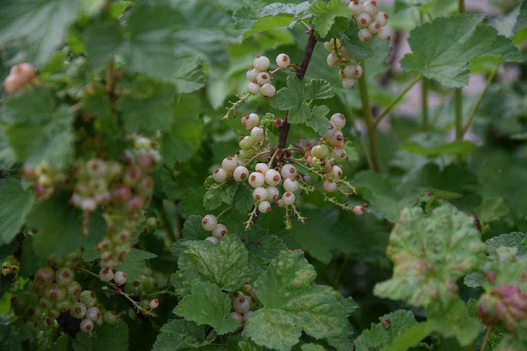 DSC_0188.JPG