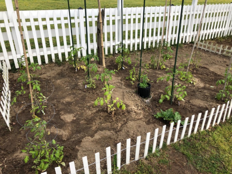 Les tomates sont en place... il reste encore de l’espace pour 5 plants! Ce sera fait le week-end prochain