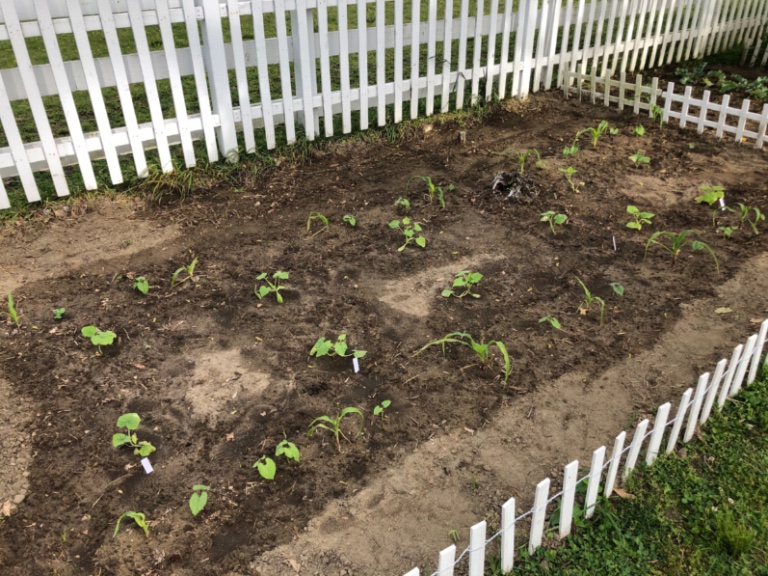 Les trois sœurs: maïs doux, haricots et courges. Le maïs a du mal avec les températures fraîches :|