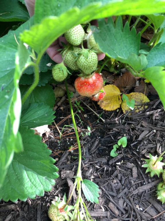 Ça se précise pour les fraises... si le lapin ne passe pas par là auparavant.