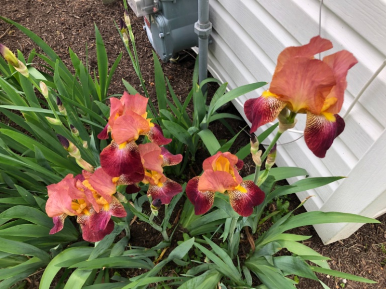 Ces iris n’avaient pas fleuri depuis plusieurs années. On les a divisés et replantés l’an dernier et la récompense est au rendez-vous ce printemps