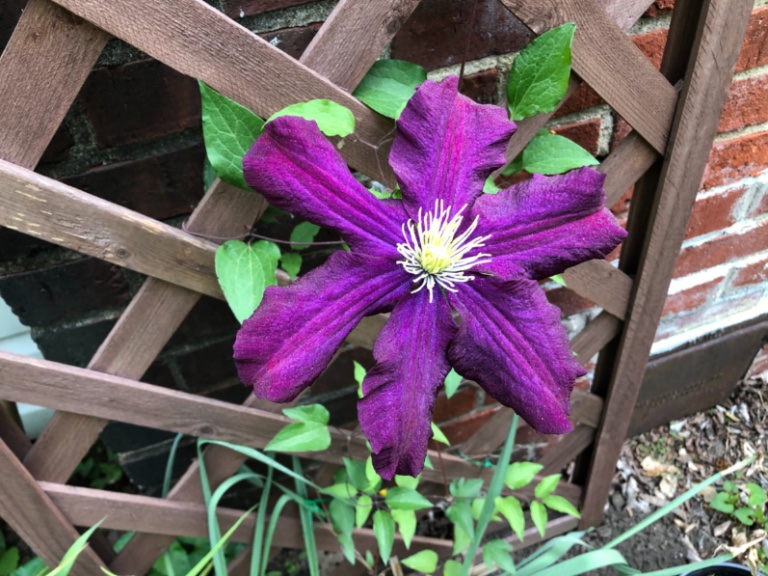 Première floraison d’une clématite plantée l’an dernier