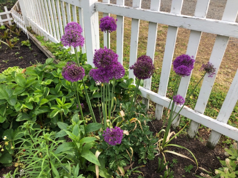L’ail en fleur est très, très attractive pour les abeilles!