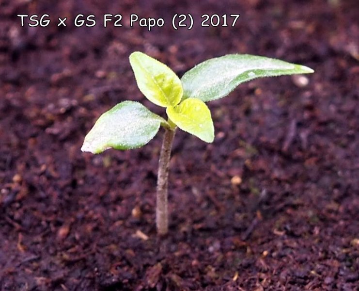 Papo4334_P2090007.JPG