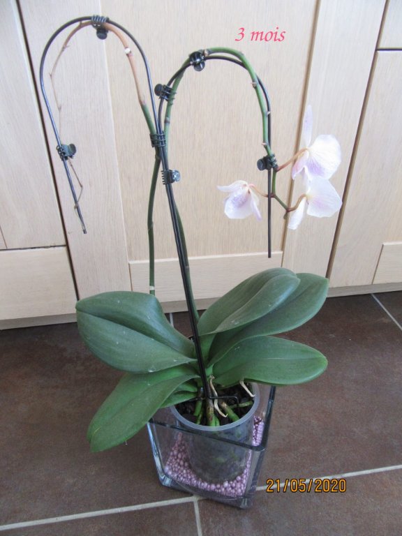 fin orchid.jpeg