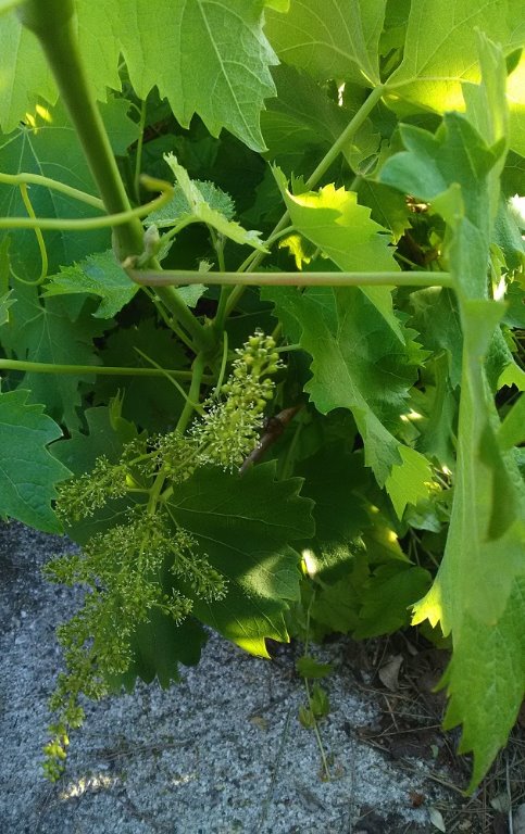 Muscat de Hambourg