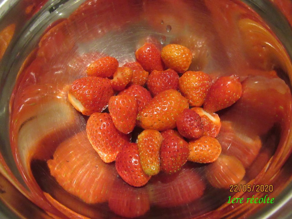 fraises22mai.jpeg
