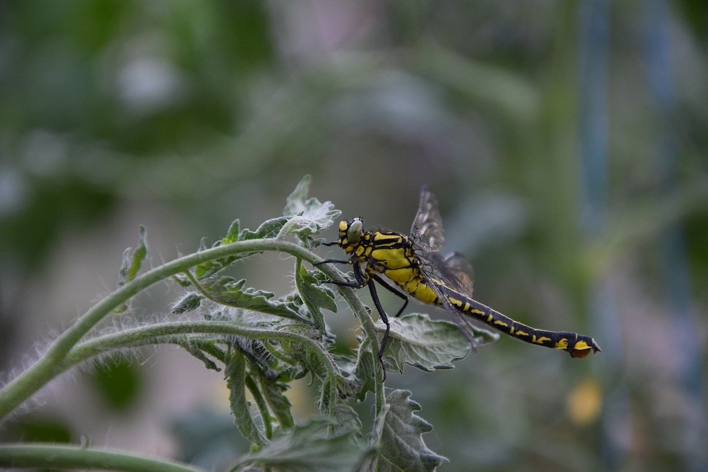 DSC_0715.JPG