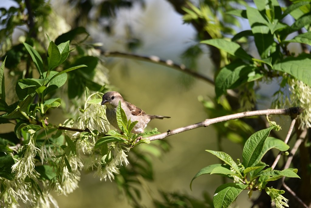 DSC_8382.JPG