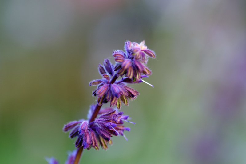 S. verticillara purple rainbow.JPG