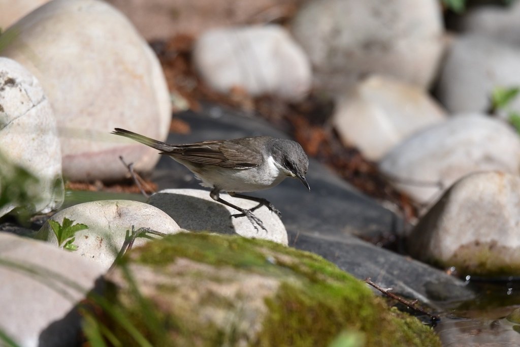 DSC_8700.JPG