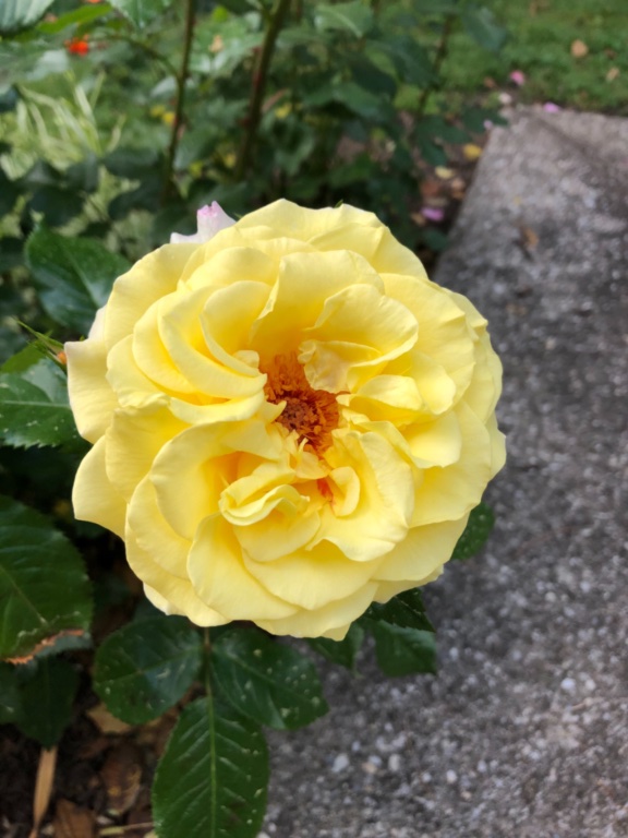 2E66FA73-BDEC-404C-92EC-2EB5E483C305.jpeg