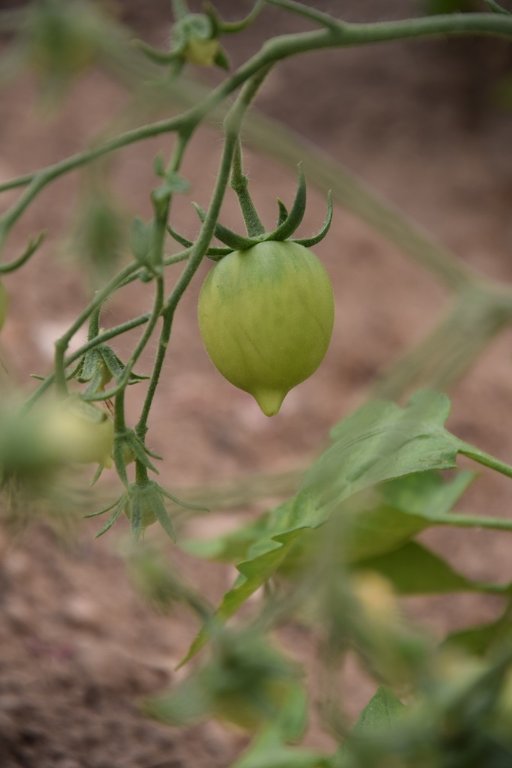 DSC_0116.JPG