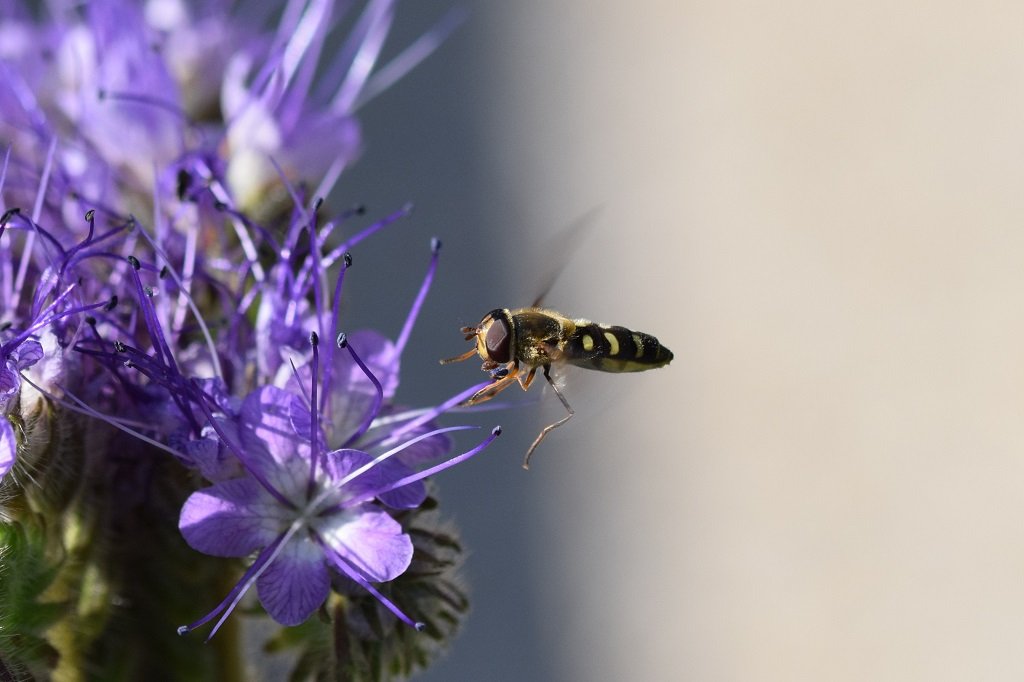DSC_0007.JPG