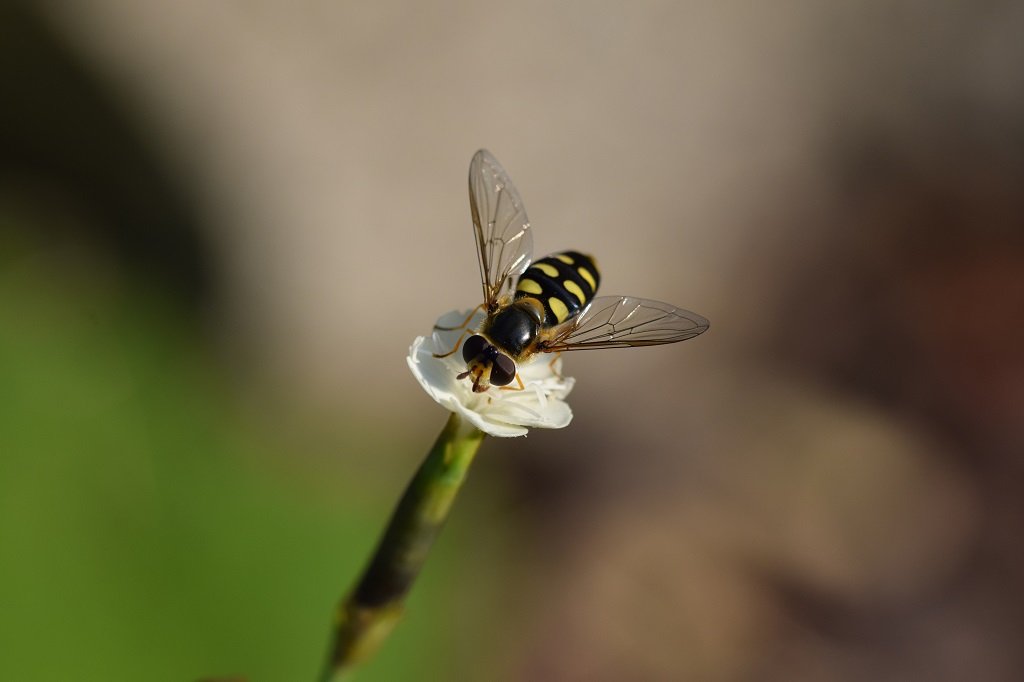 DSC_0977.JPG
