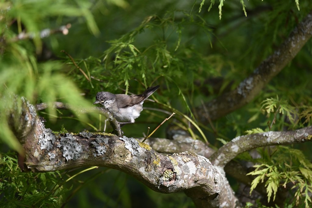 DSC_8703.JPG